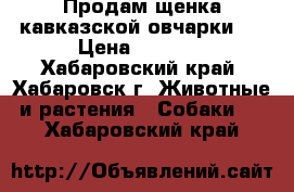 Продам щенка кавказской овчарки   › Цена ­ 6 000 - Хабаровский край, Хабаровск г. Животные и растения » Собаки   . Хабаровский край